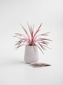 CALMA SILICA WHITE (M)