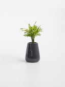 AVRA BLACK MALT (S)