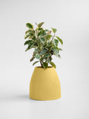 CHORA BUTTER YELLOW (M)