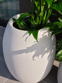 POTHOS SILICA WHITE (L)