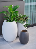 POTHOS ELEGANT GREY (M)