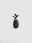 POTHOS BLACK MALT (S)