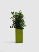 KIVO OLIVE GREEN (M)