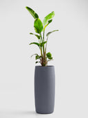 AMMOS SHADOW GREY (M)