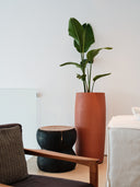 AMMOS COOPER TERRACOTTA (M)