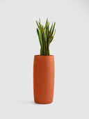 AMMOS COOPER TERRACOTTA (M)