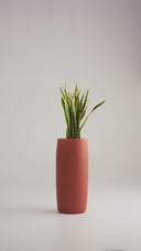 AMMOS COOPER TERRACOTTA (M)