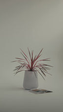 CALMA SILICA WHITE (M)