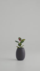POTHOS BLACK MALT (S)