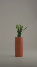 AMMOS COOPER TERRACOTTA (M)