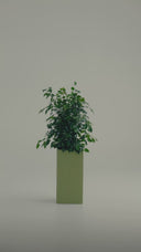 KIVO OLIVE GREEN (M)