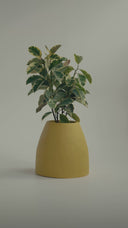CHORA BUTTER YELLOW (M)