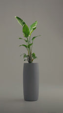 AMMOS SHADOW GREY (M)