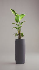 AMMOS SHADOW GREY (M)
