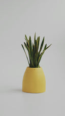 CHORA BUTTER YELLOW (S)