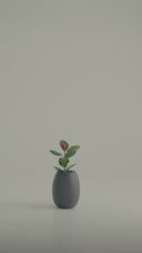 POTHOS BLACK MALT (S)