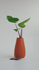 SOMA ORANGE CRUSH (L)