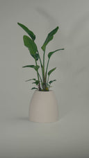 CHORA DESERT WHITE (S)