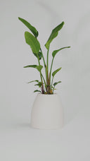 CHORA DESERT WHITE (S)