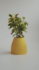 CHORA BUTTER YELLOW (M)