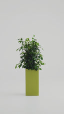 KIVO OLIVE GREEN (M)